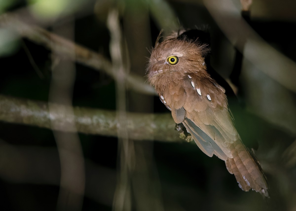 Palawan Frogmouth - ML559526191