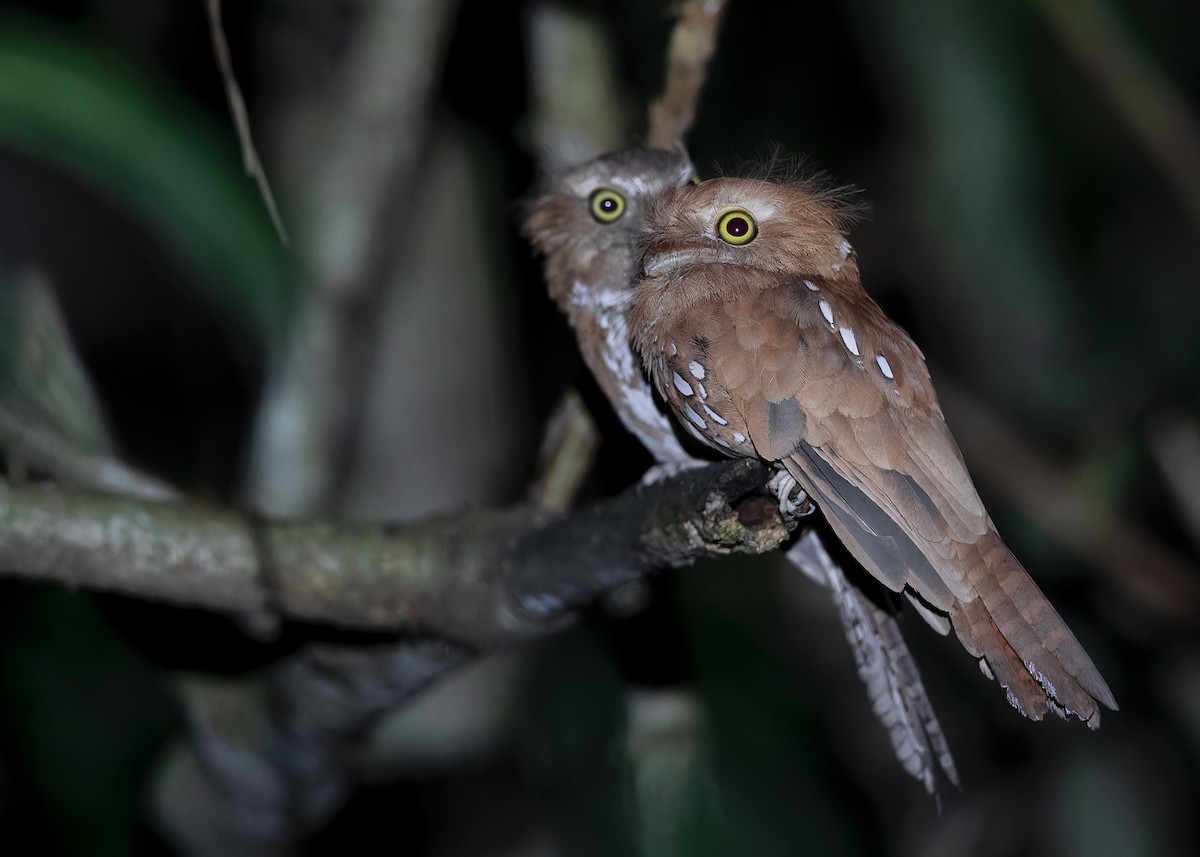 Palawan Frogmouth - ML559526201