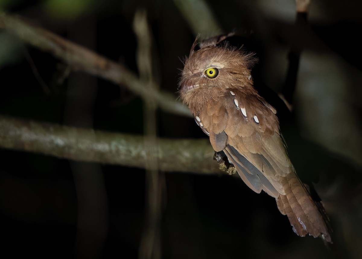 Palawan Frogmouth - ML559526211