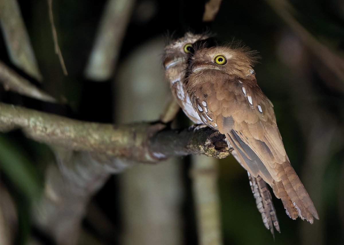 Palawan Frogmouth - ML559526221