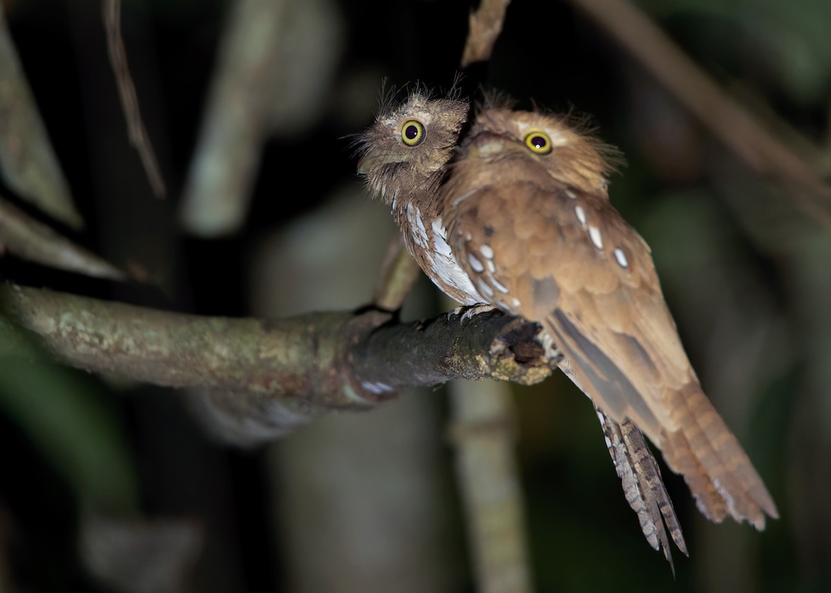 Palawan Frogmouth - ML559526231