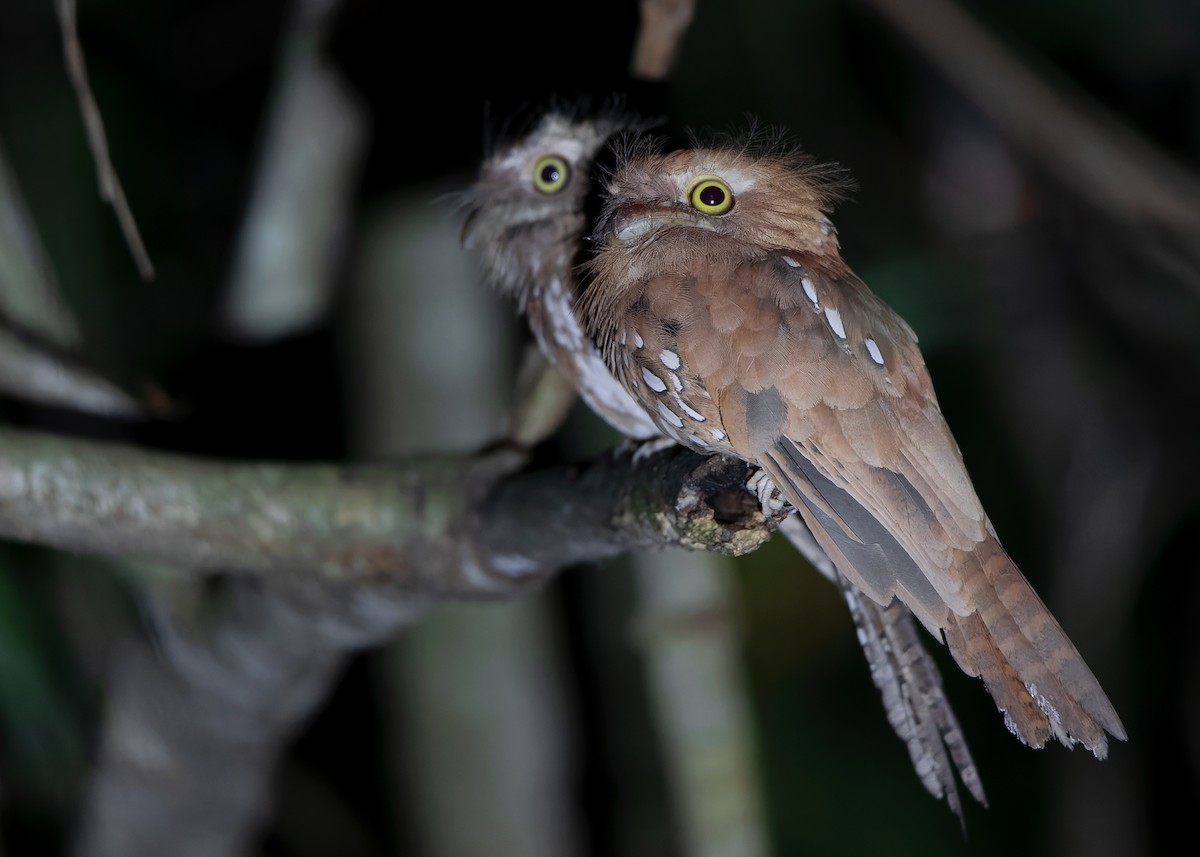 Palawan Frogmouth - ML559526241