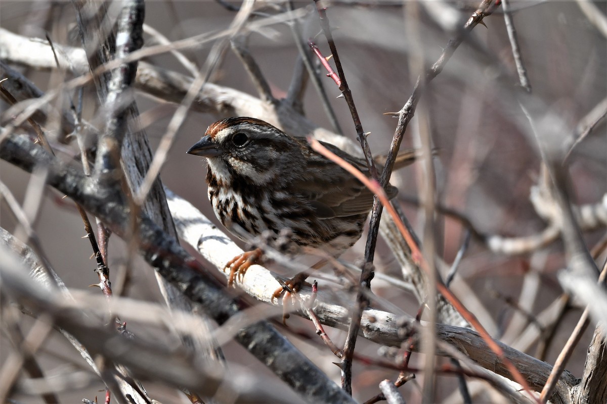 Song Sparrow - ML559526281