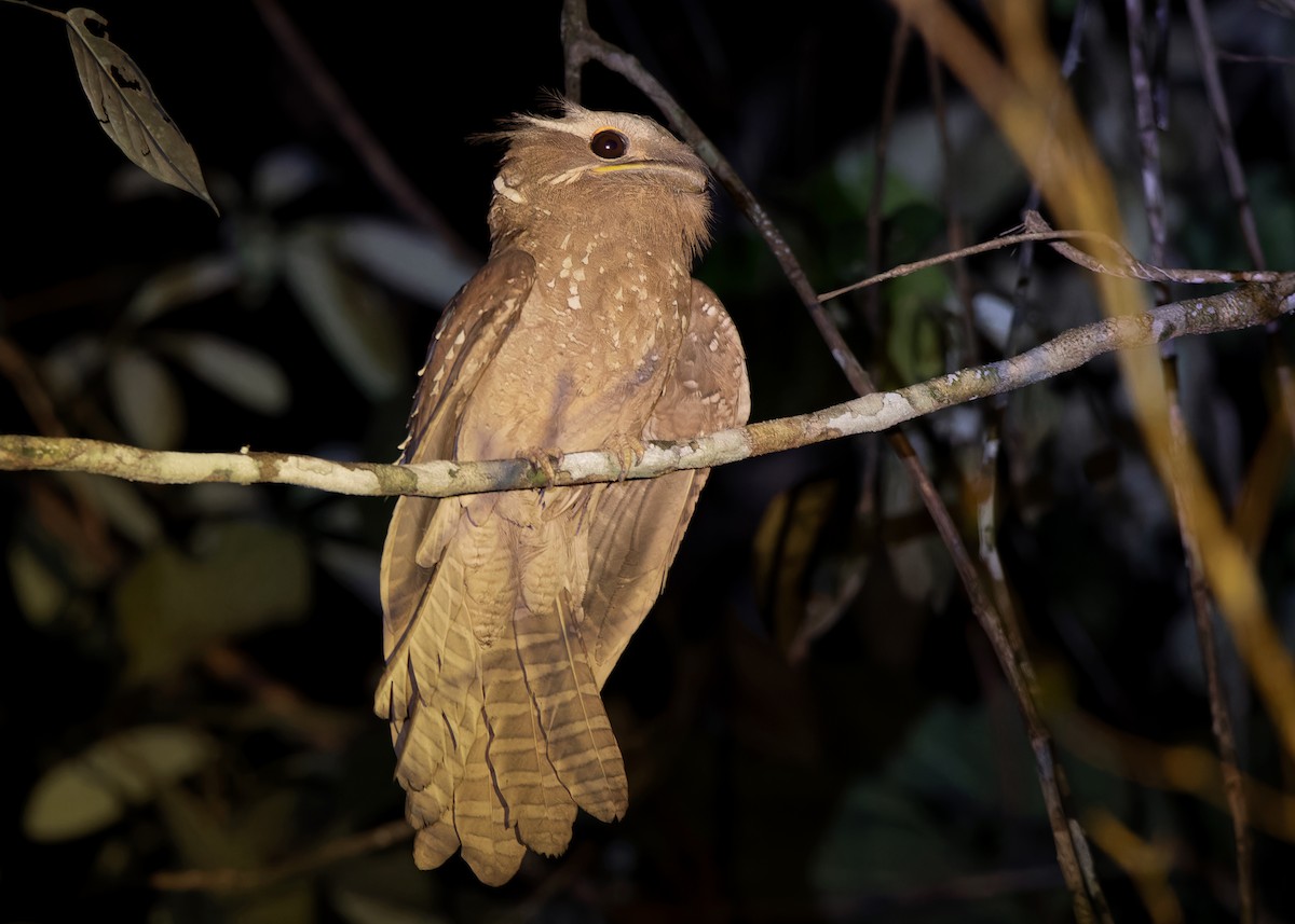 Large Frogmouth - ML559526951