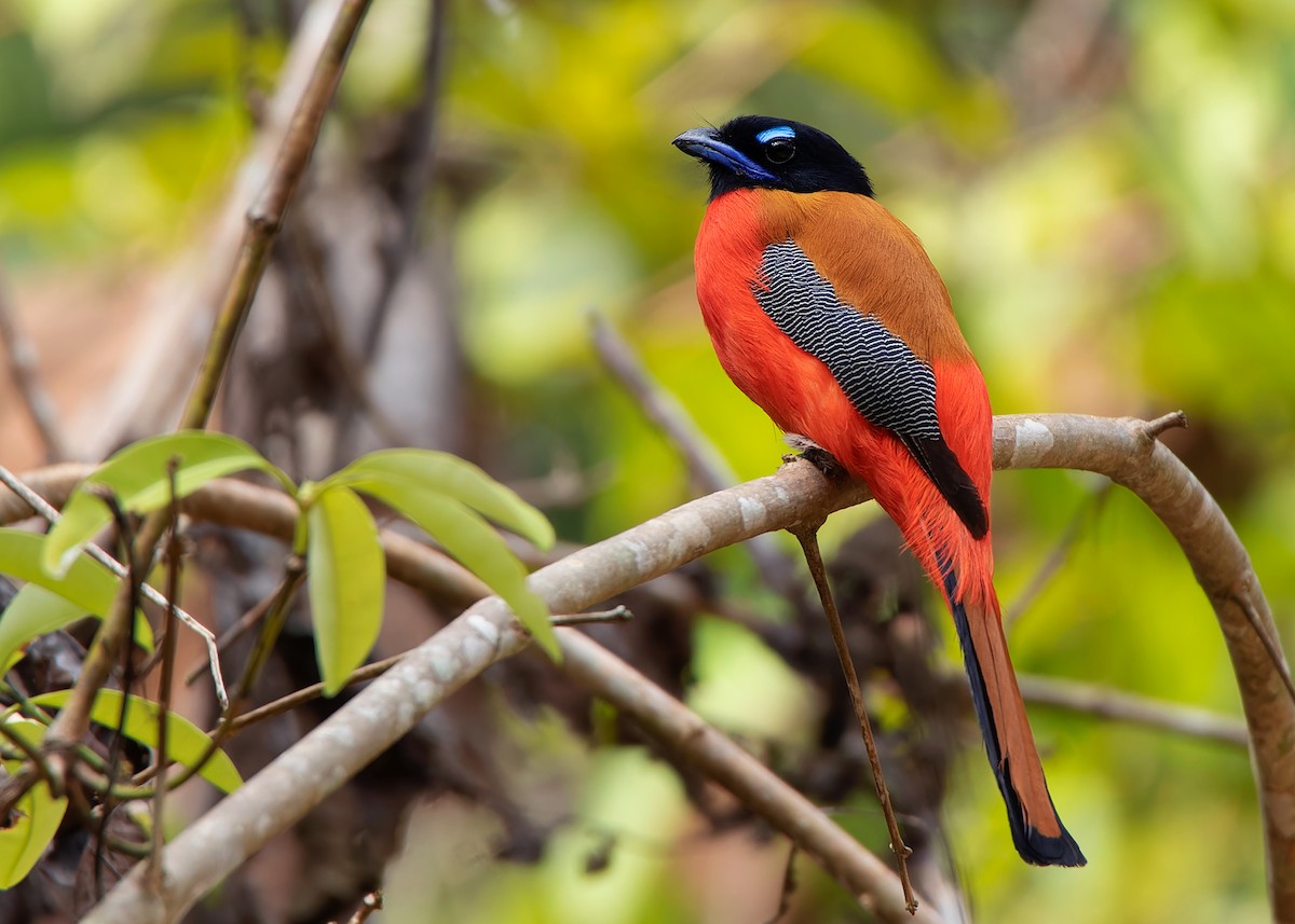 Scarlet-rumped Trogon - ML559527171