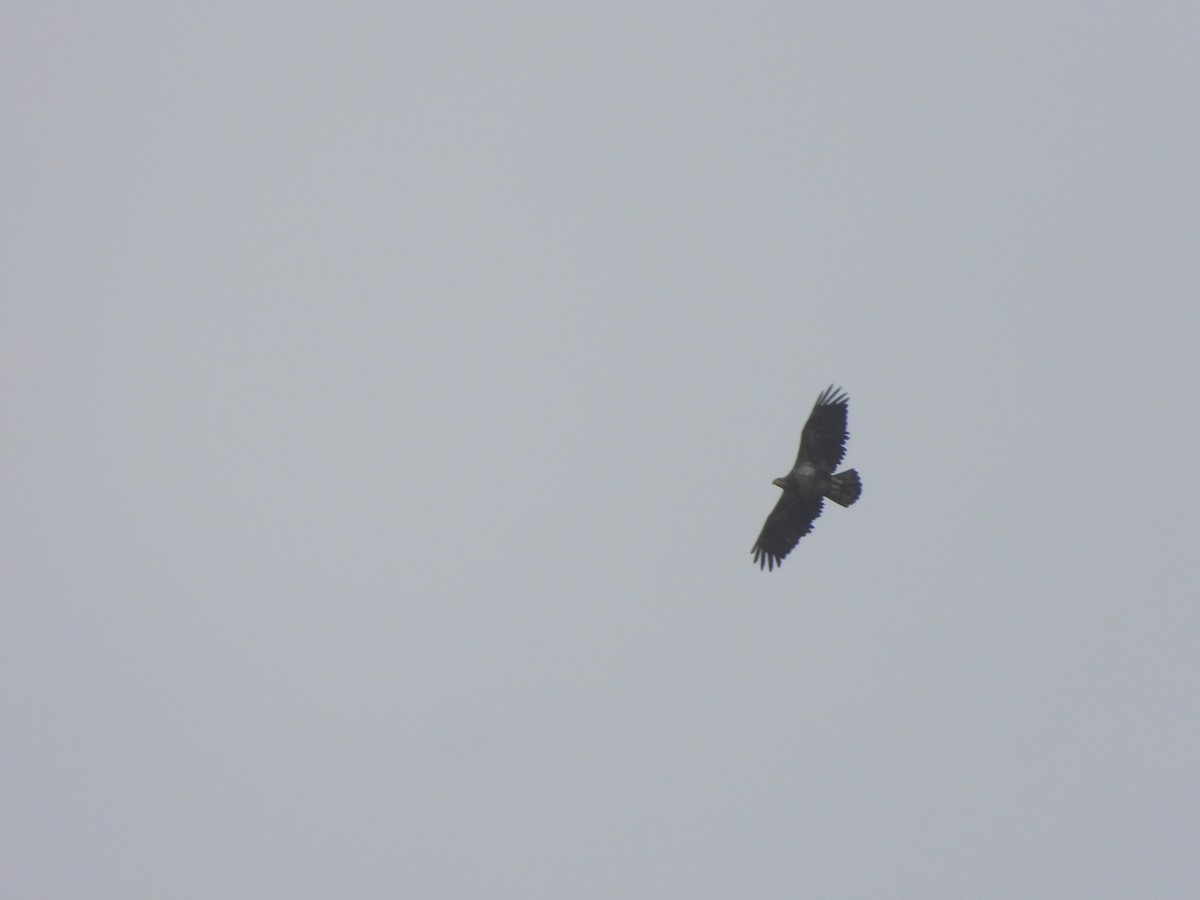 Bald Eagle - ML559527251