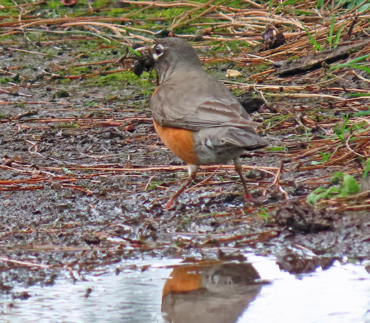 American Robin - ML559527611