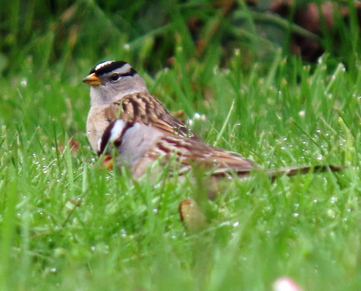 White-crowned Sparrow - ML559527981