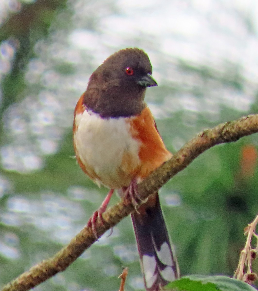 Spotted Towhee - ML559528161