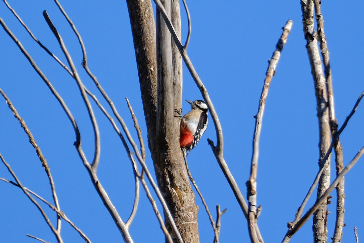 Great Spotted Woodpecker - ML559528331