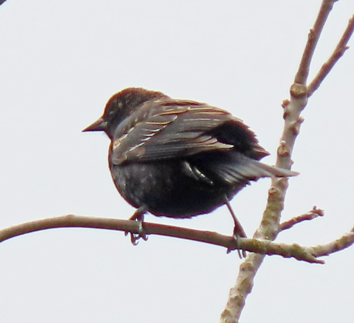 Red-winged Blackbird - ML559528471