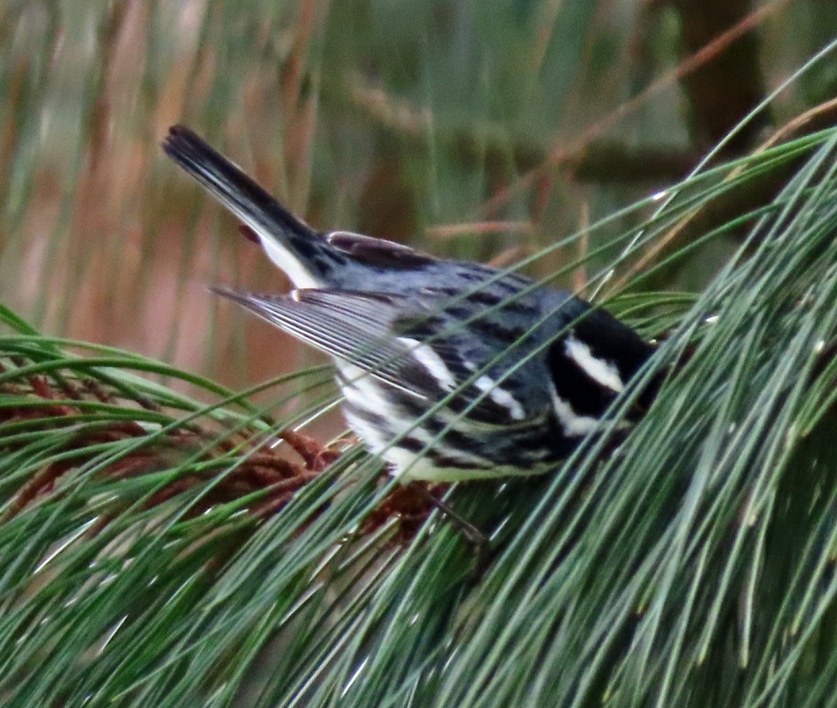 Black-throated Gray Warbler - ML559528611