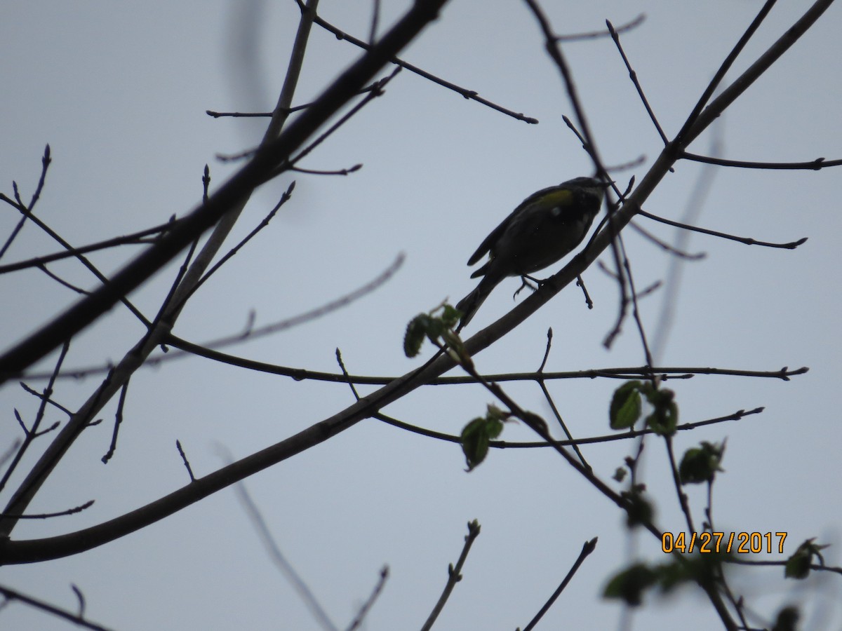 Yellow-rumped Warbler - ML55952881