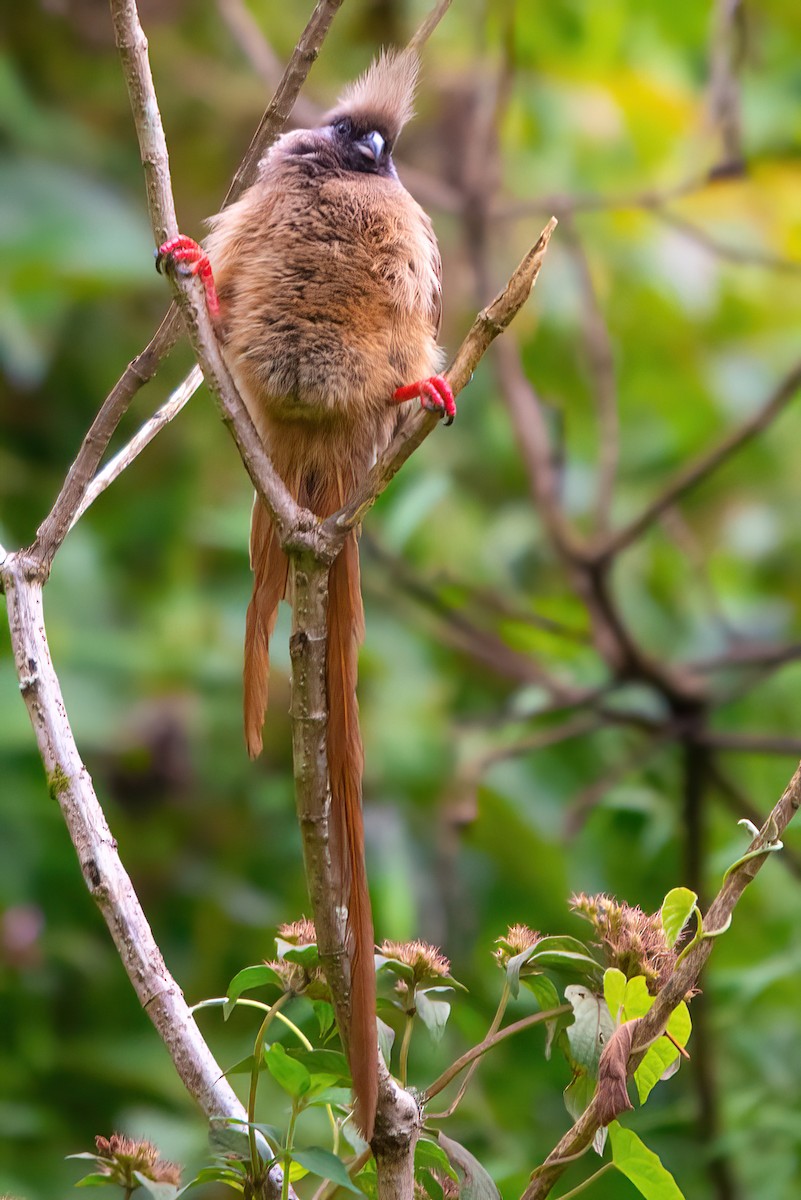 Speckled Mousebird - ML559528821