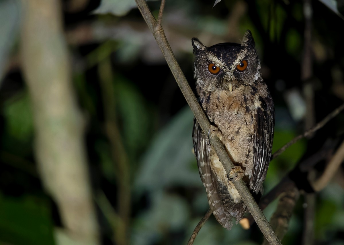 Palawan Scops-Owl - Ayuwat Jearwattanakanok