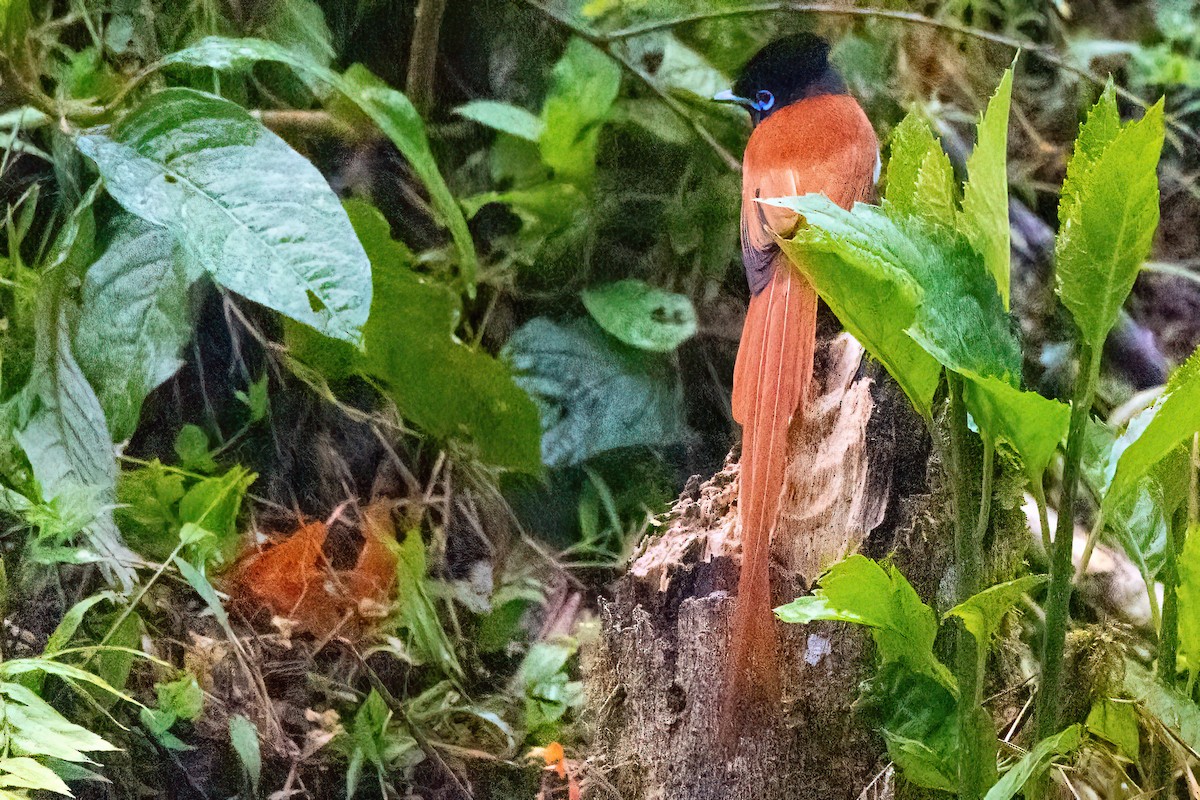 African Paradise-Flycatcher - ML559529231