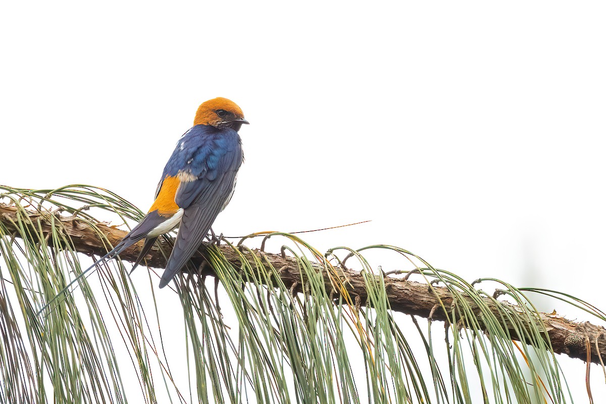 Lesser Striped Swallow - ML559529771