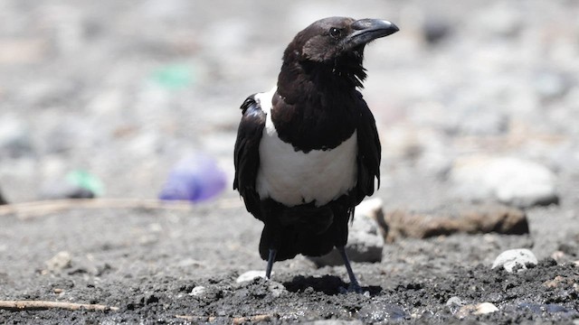 Pied Crow - ML559530061