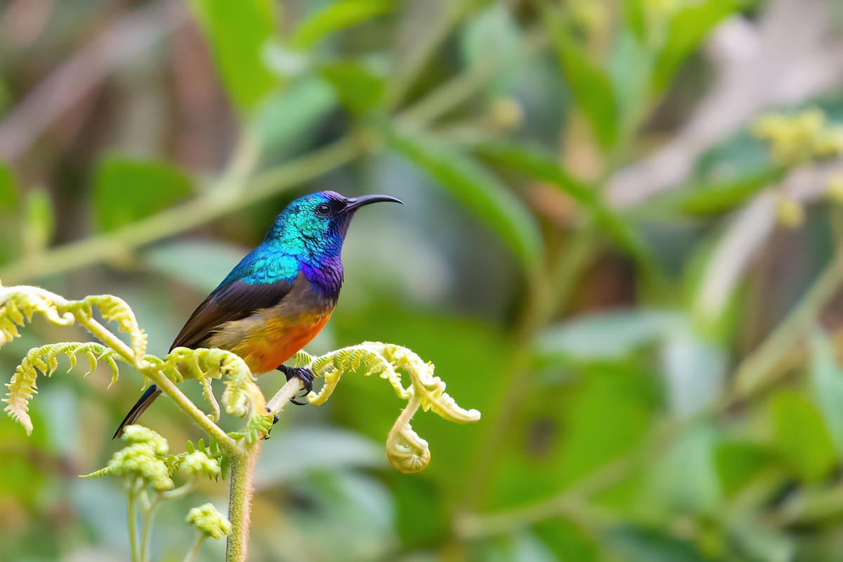 Variable Sunbird (Orange-chested) - ML559530241