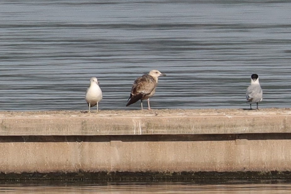 Lesser Black-backed Gull - ML559530361