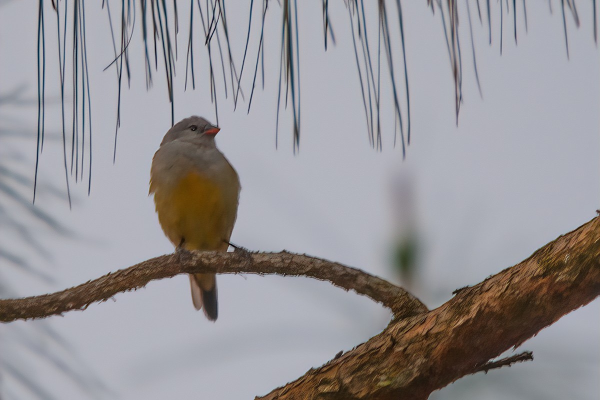 Yellow-bellied Waxbill - Jaap Velden