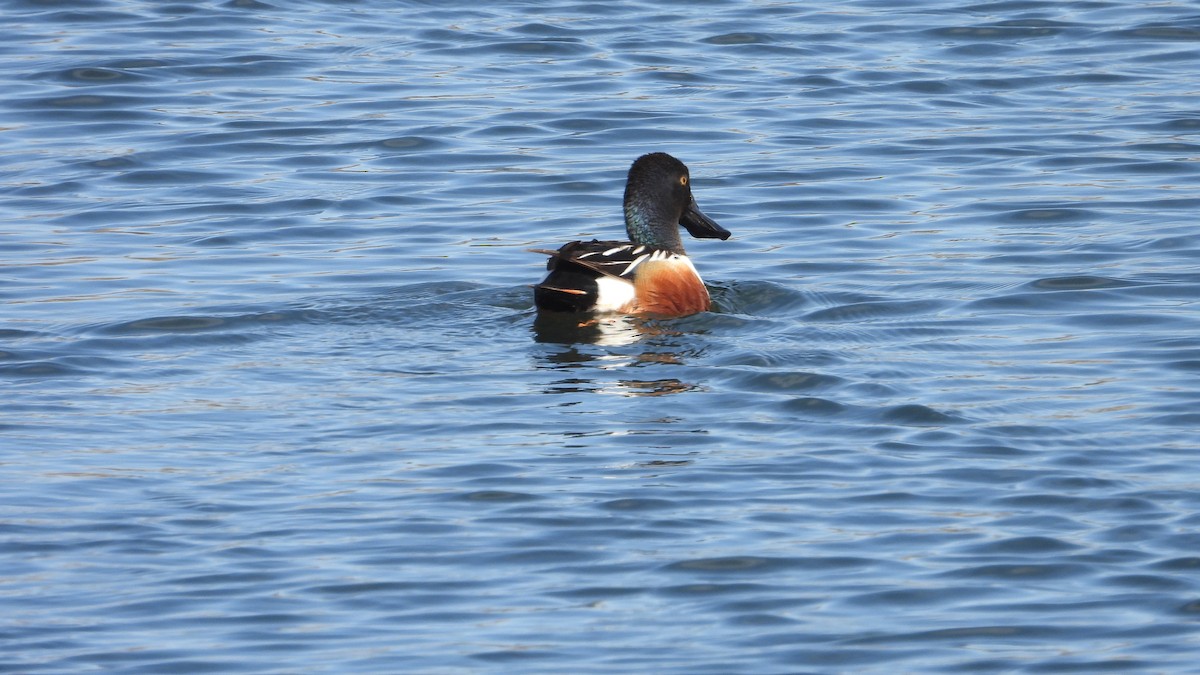 Canard souchet - ML559530561