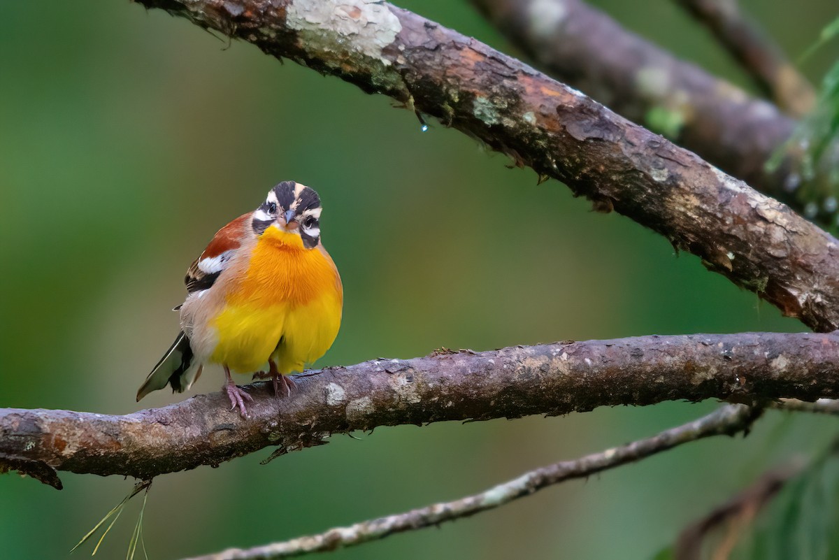 Golden-breasted Bunting - ML559530641