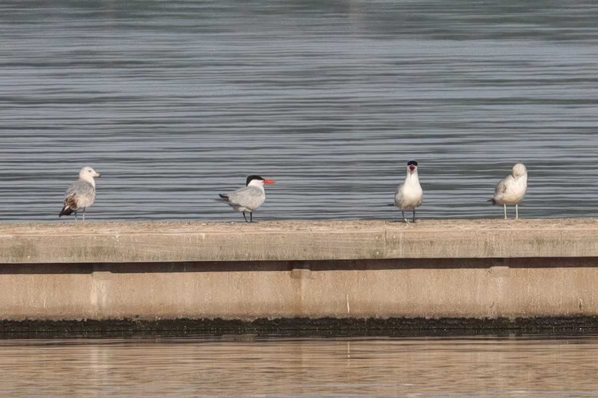 Caspian Tern - ML559530711