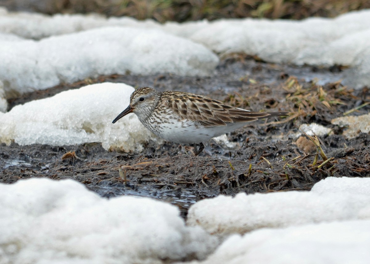 White-rumped Sandpiper - ML559531861