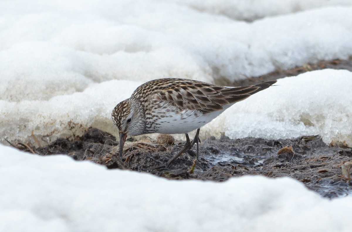 White-rumped Sandpiper - ML559531901