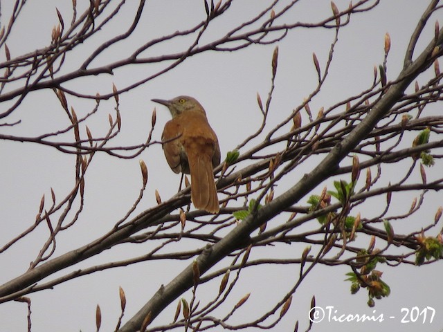 Brown Thrasher - ML55953231