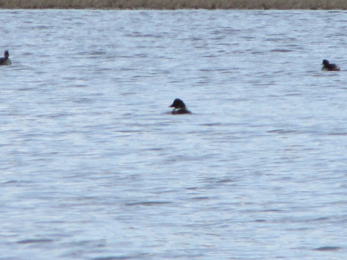 Common Goldeneye - ML55953251