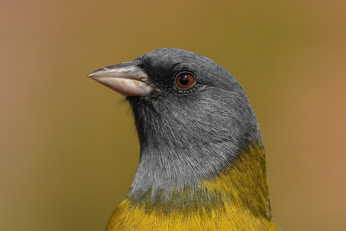 Gray-hooded Sierra Finch - Jorge Claudio Schlemmer