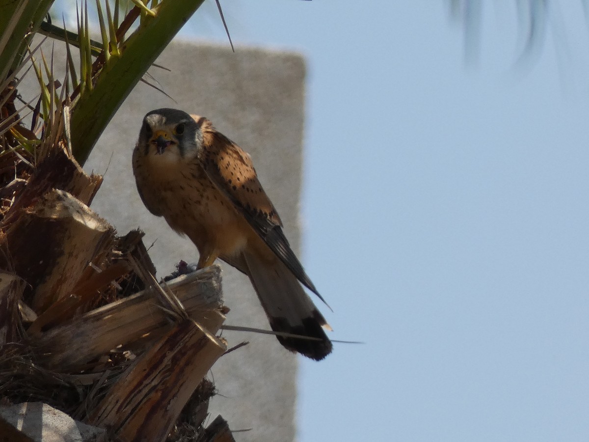 Eurasian Kestrel - ML559533131