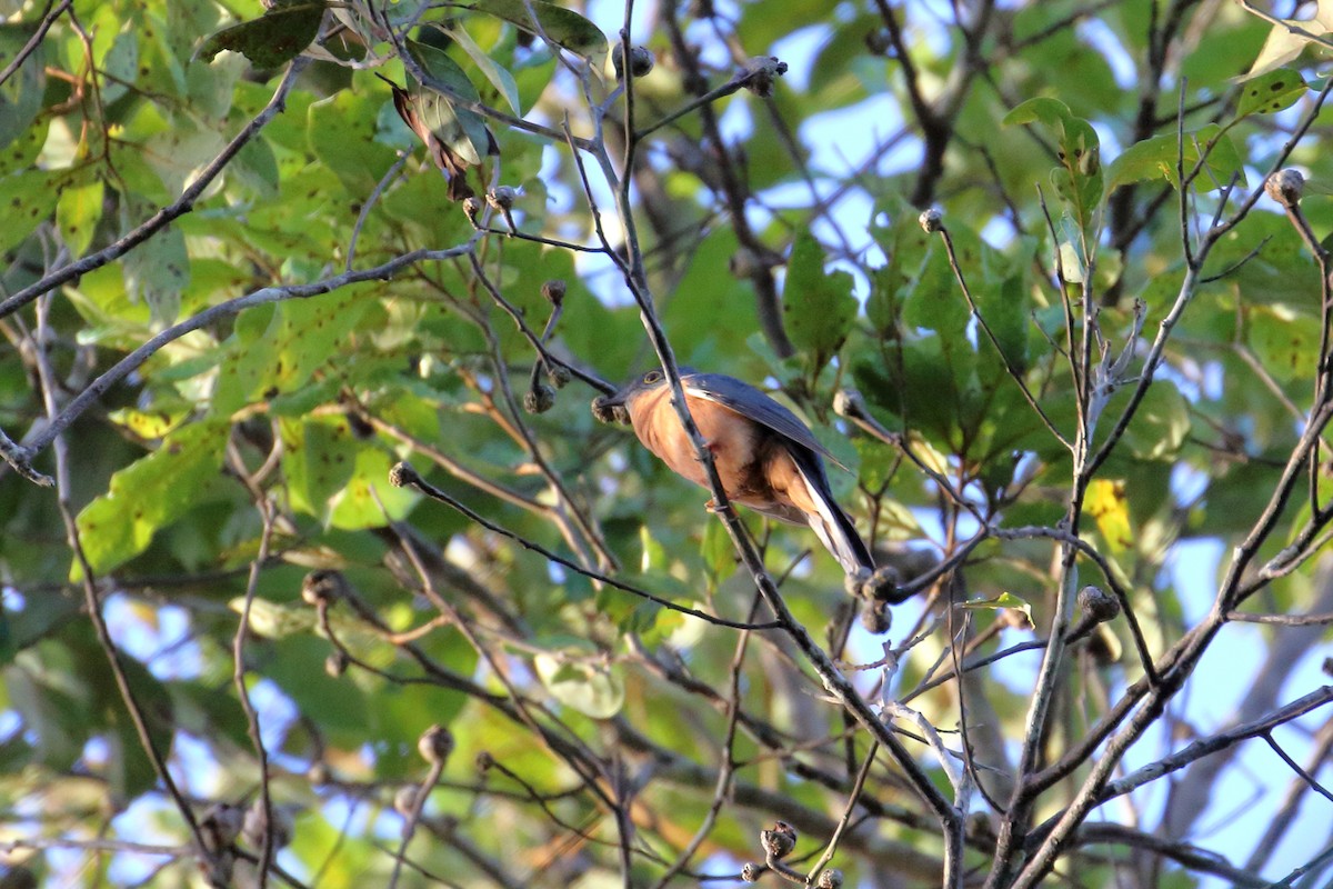 Chestnut-breasted Cuckoo - Jon Spicer-Bell