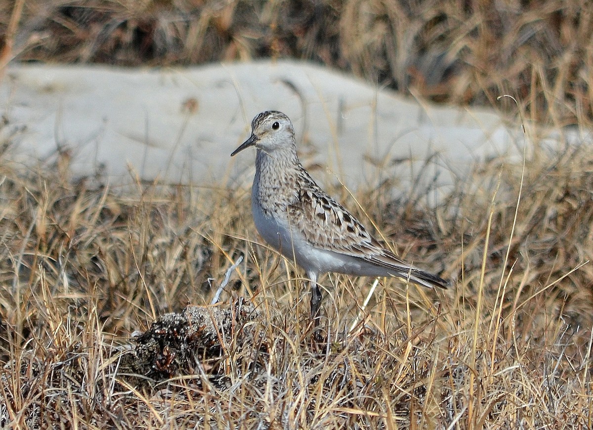 Baird's Sandpiper - ML559533451