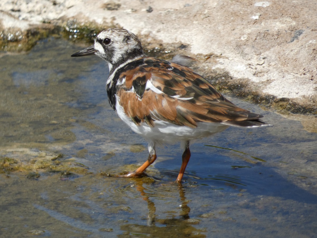 Tournepierre à collier - ML559534041