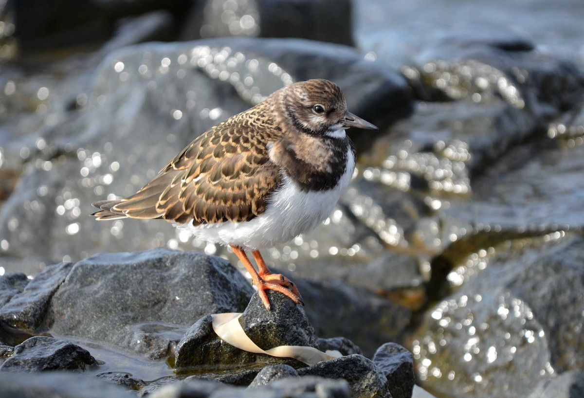 Ruddy Turnstone - ML559534161