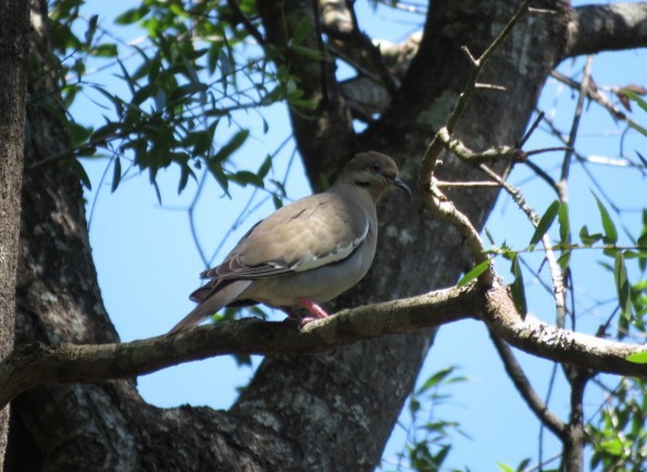 White-winged Dove - ML559534551