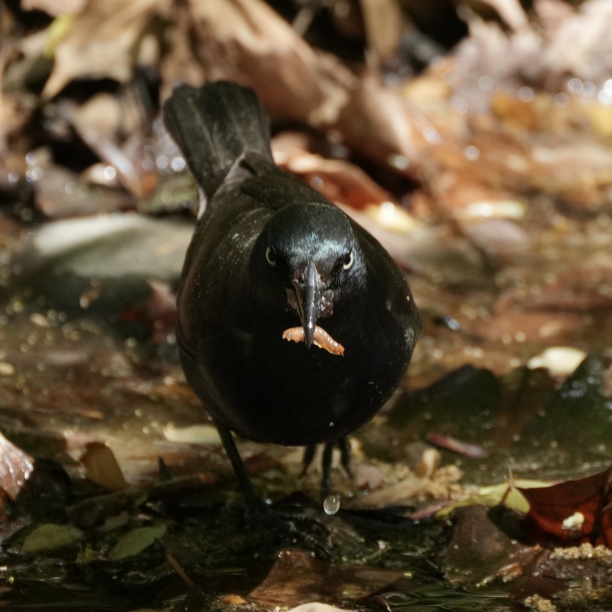 Common Grackle - ML559534611