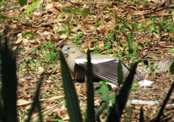 White-winged Dove - ML559534621