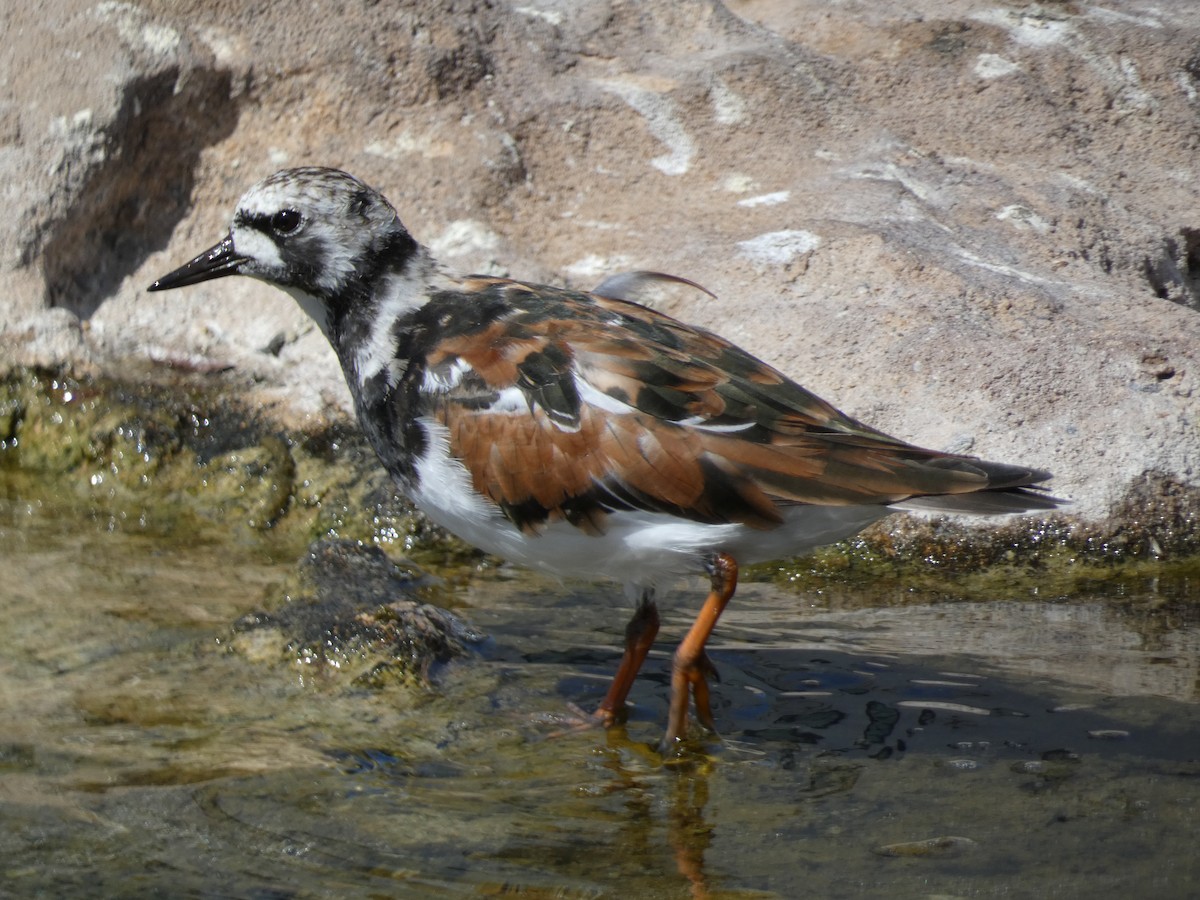 Ruddy Turnstone - Anonymous