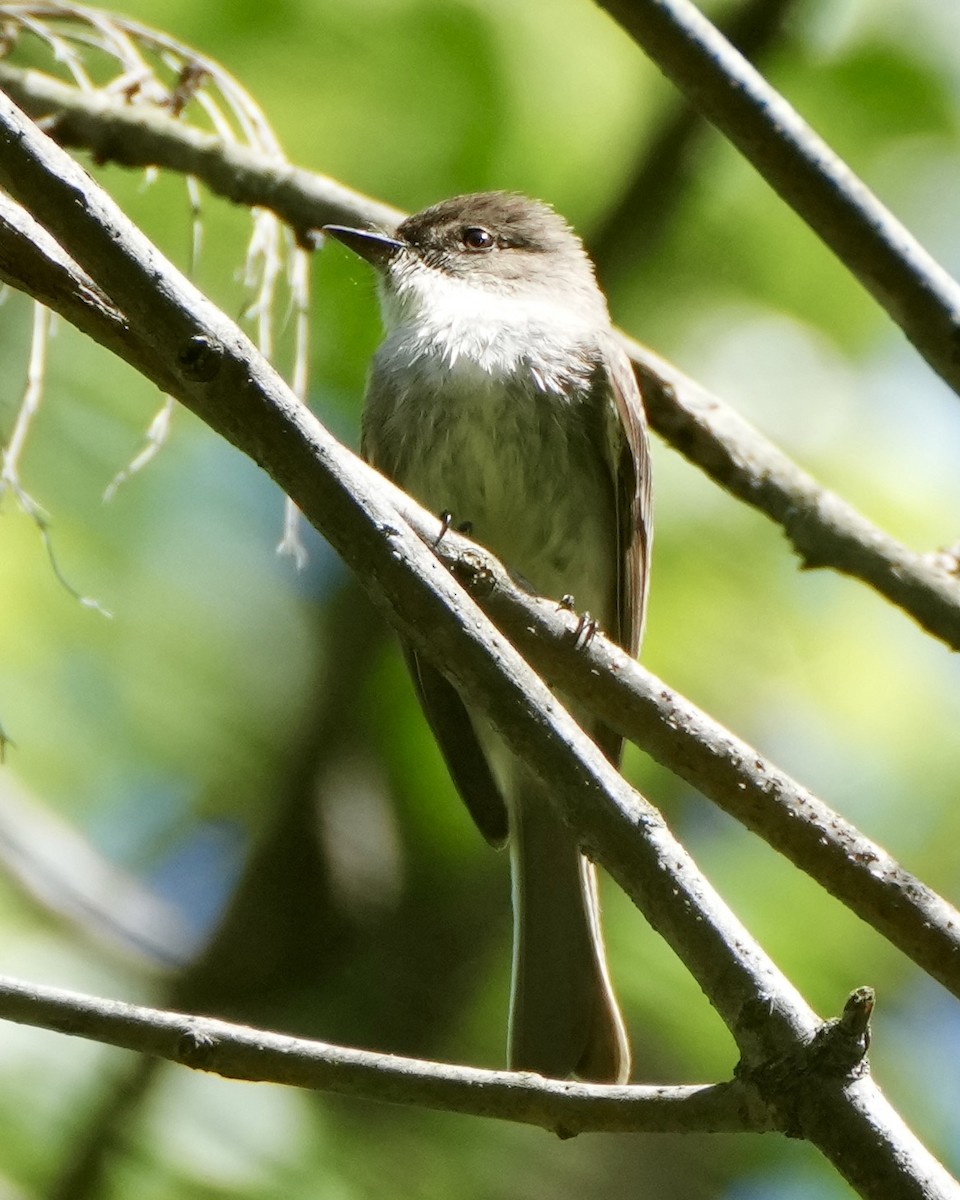 Eastern Phoebe - ML559534941