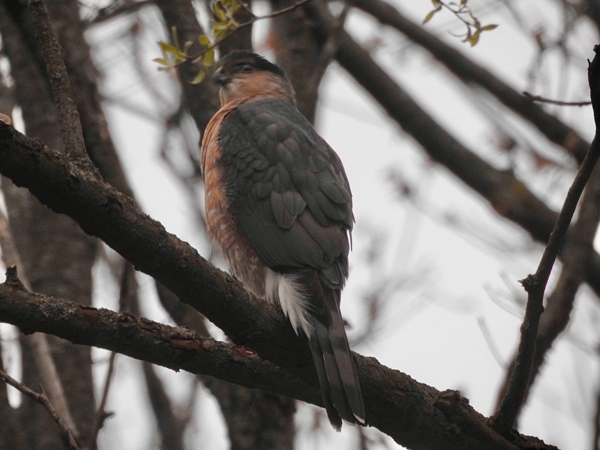 Cooper's Hawk - ML559535171