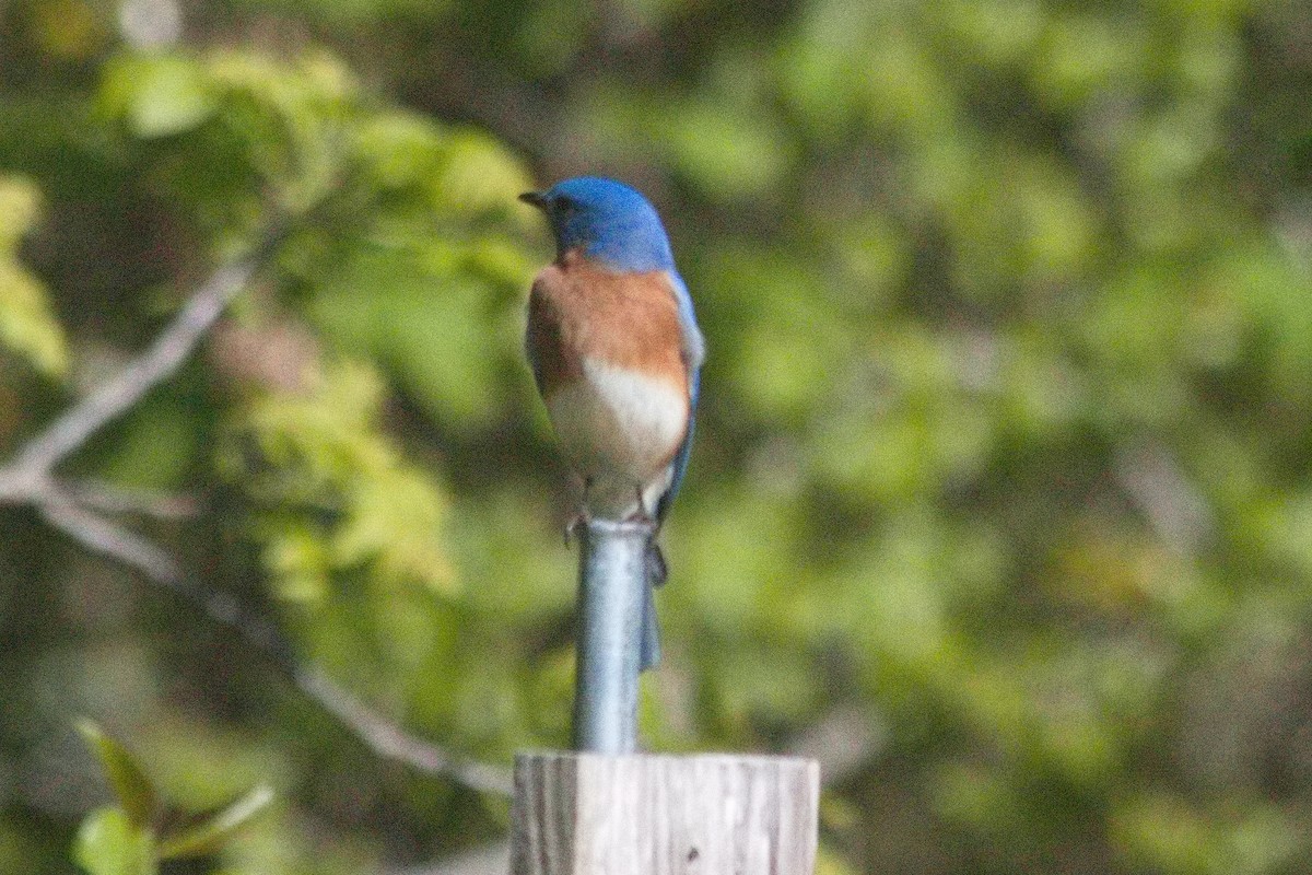 Eastern Bluebird - Vern Bothwell