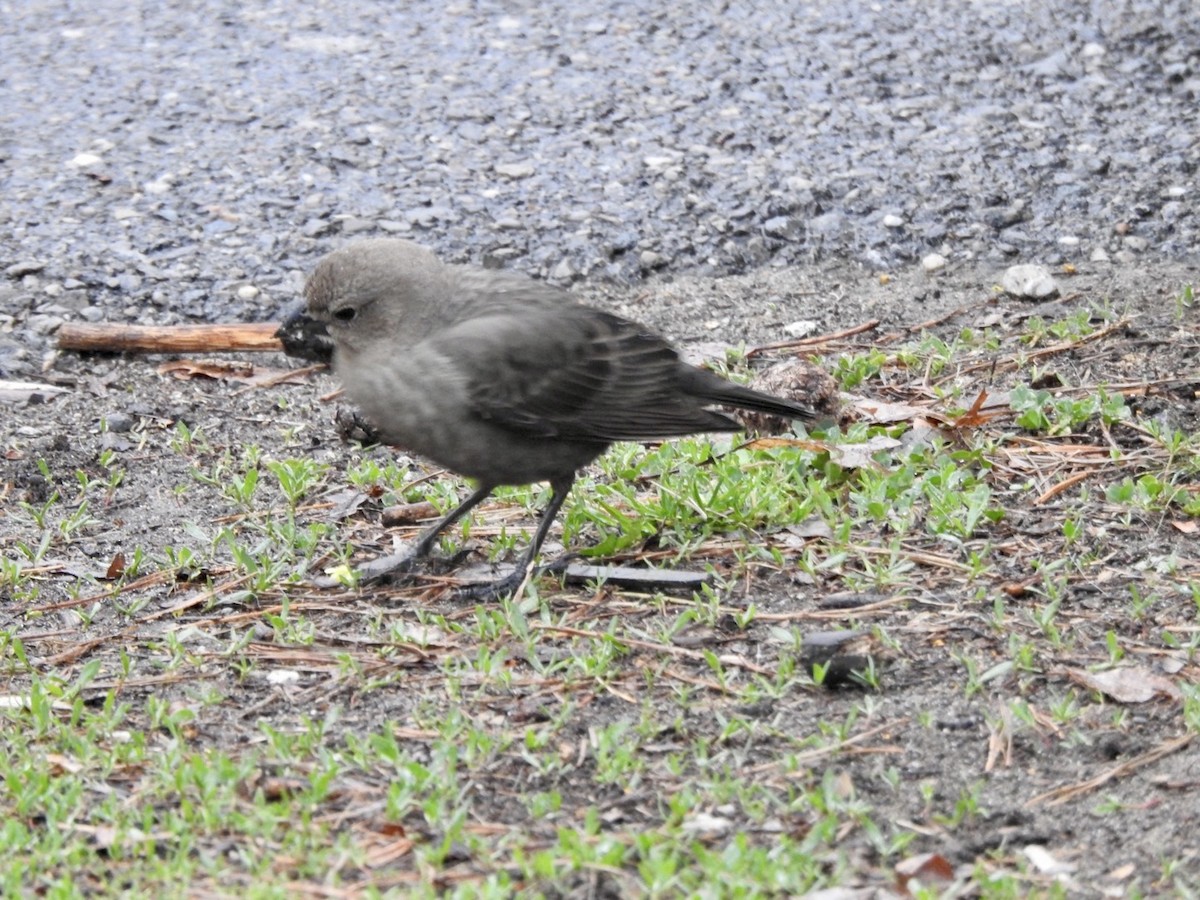 שחרורית חומת-ראש - ML559536171