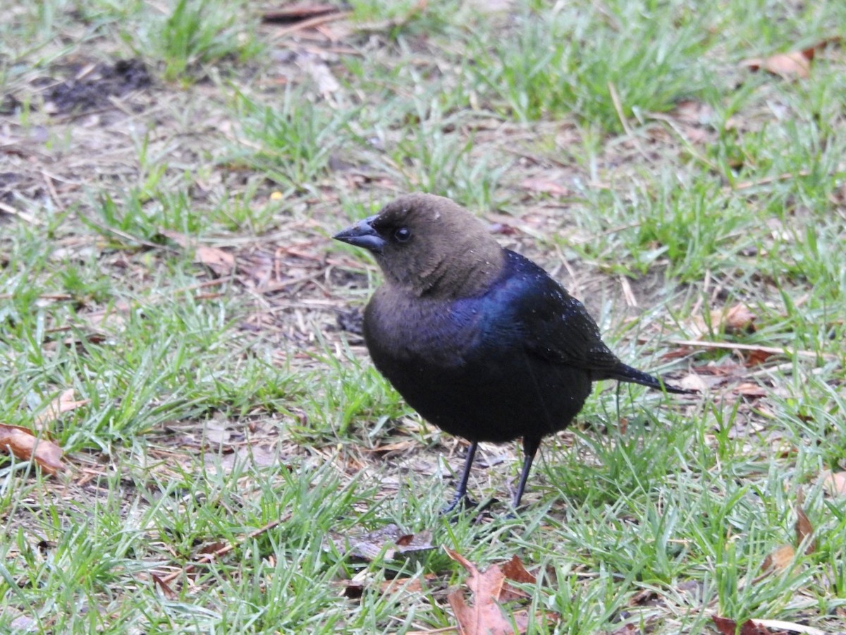 שחרורית חומת-ראש - ML559536181