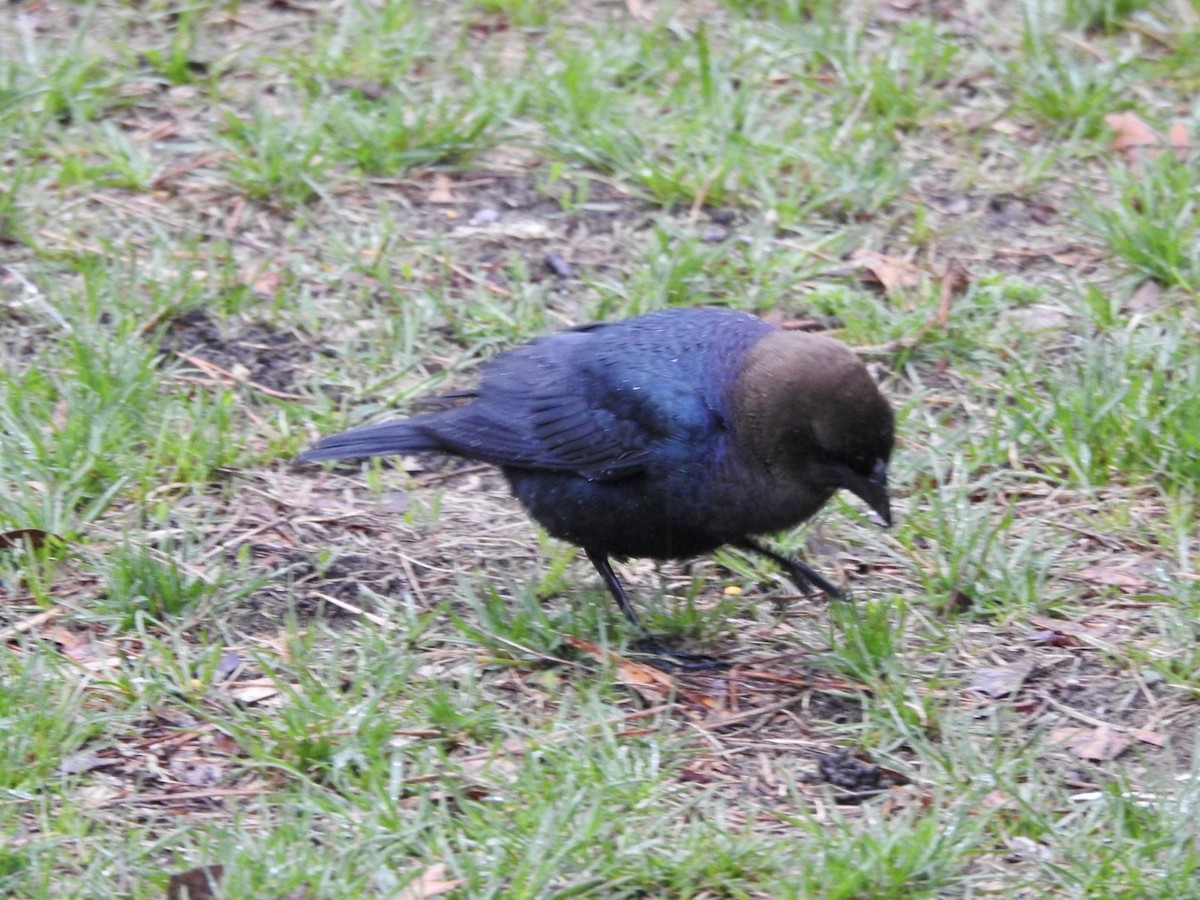 שחרורית חומת-ראש - ML559536191