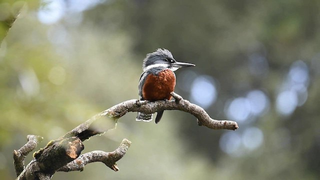 Martin-pêcheur à ventre roux - ML559536761