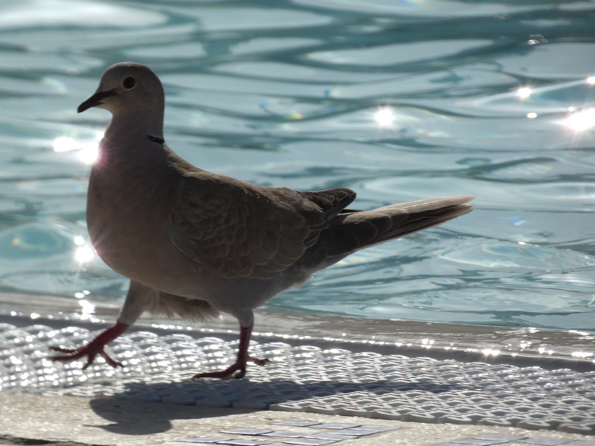 Eurasian Collared-Dove - ML559536781